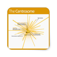 Diagram of a centrosome